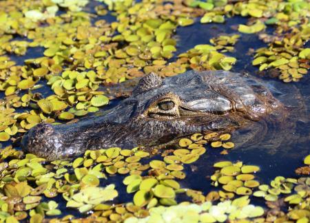 Kaiman im Pantanal