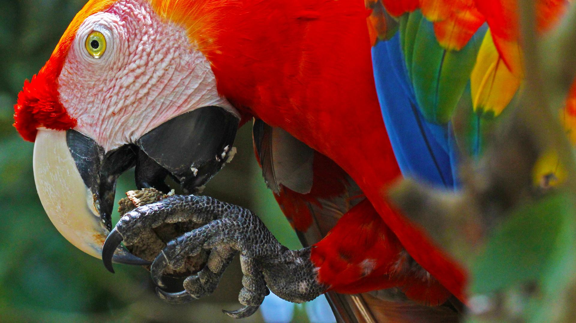 Papagei in Brasilien