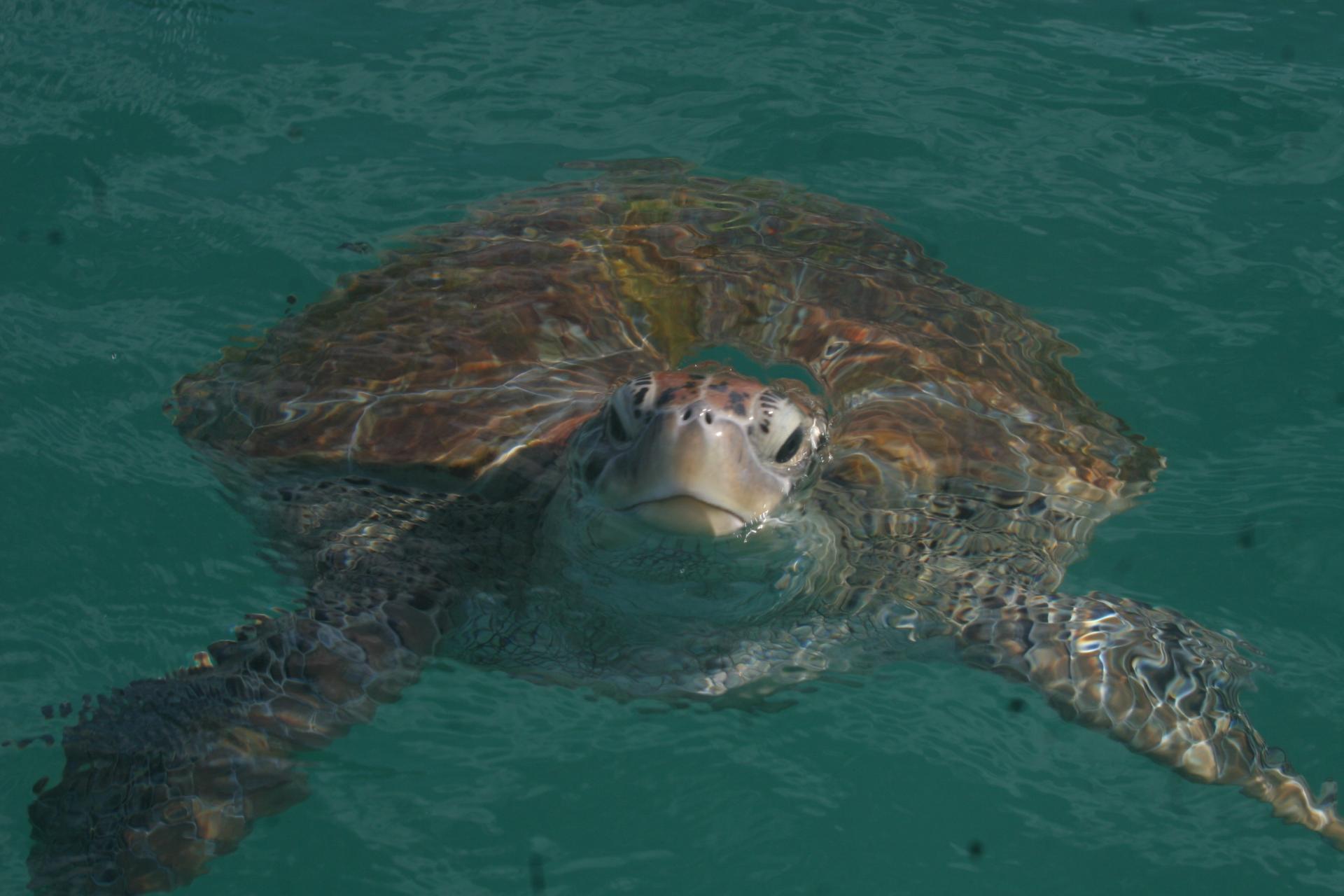 Im Meer vor Fernando de Noronha schwimmt eine Schildkröte Schildkröte vor Fernando de Noronha