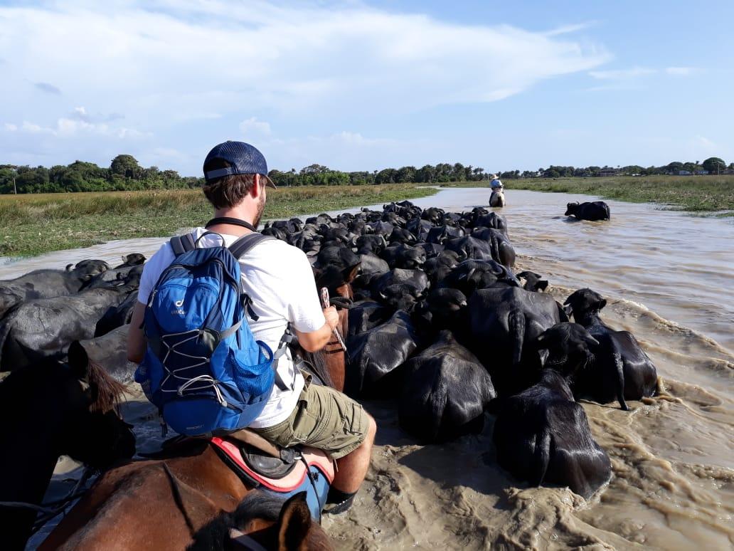 Büffelherde auf der Ilha de Marajo