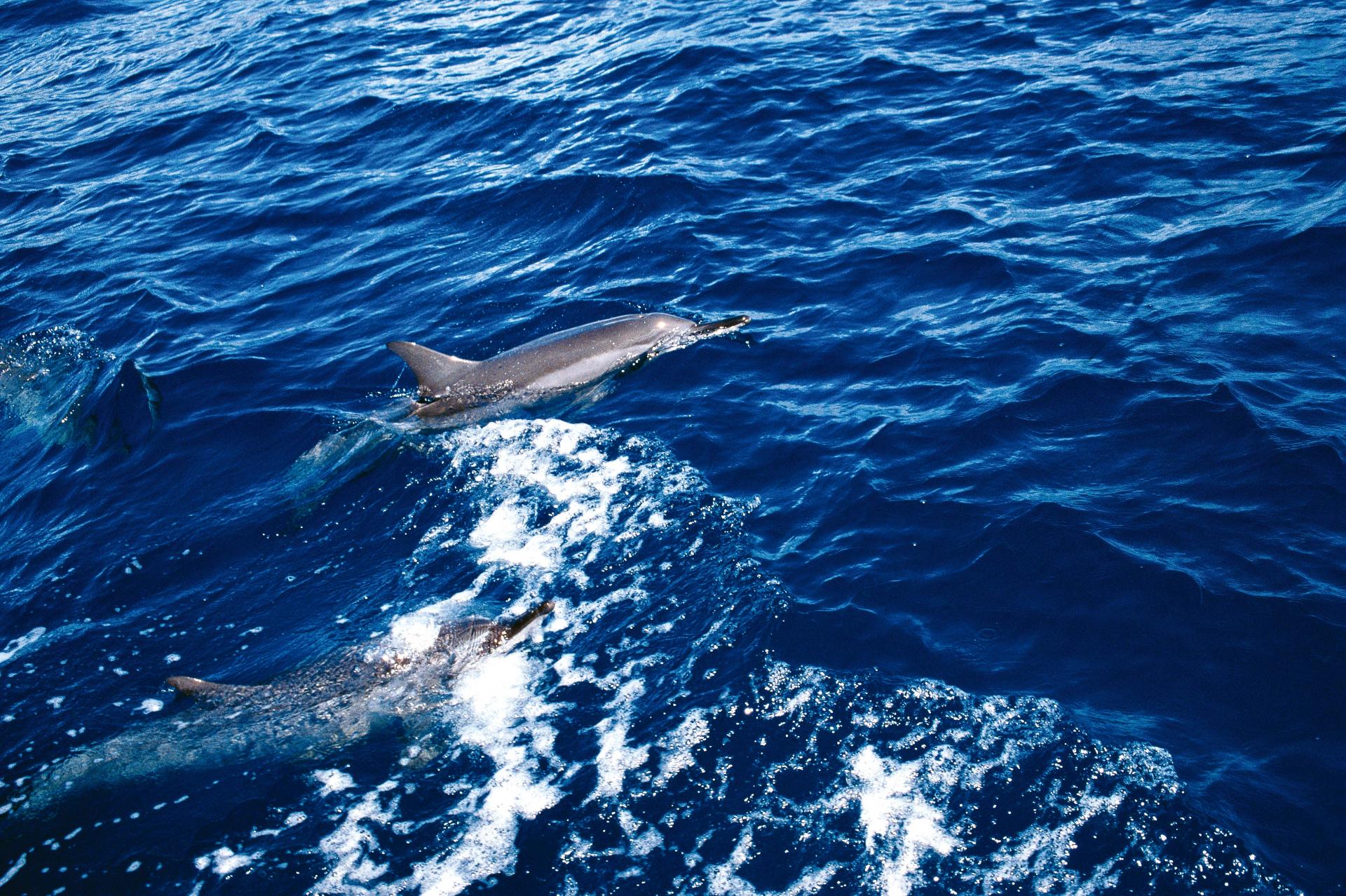 Delfine vor Fernando de Noronha