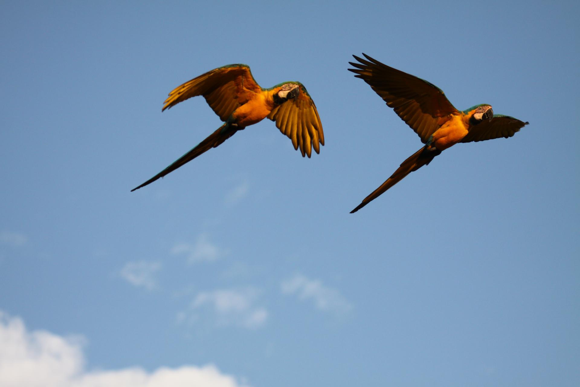 Fliegende Aras in Brasilien