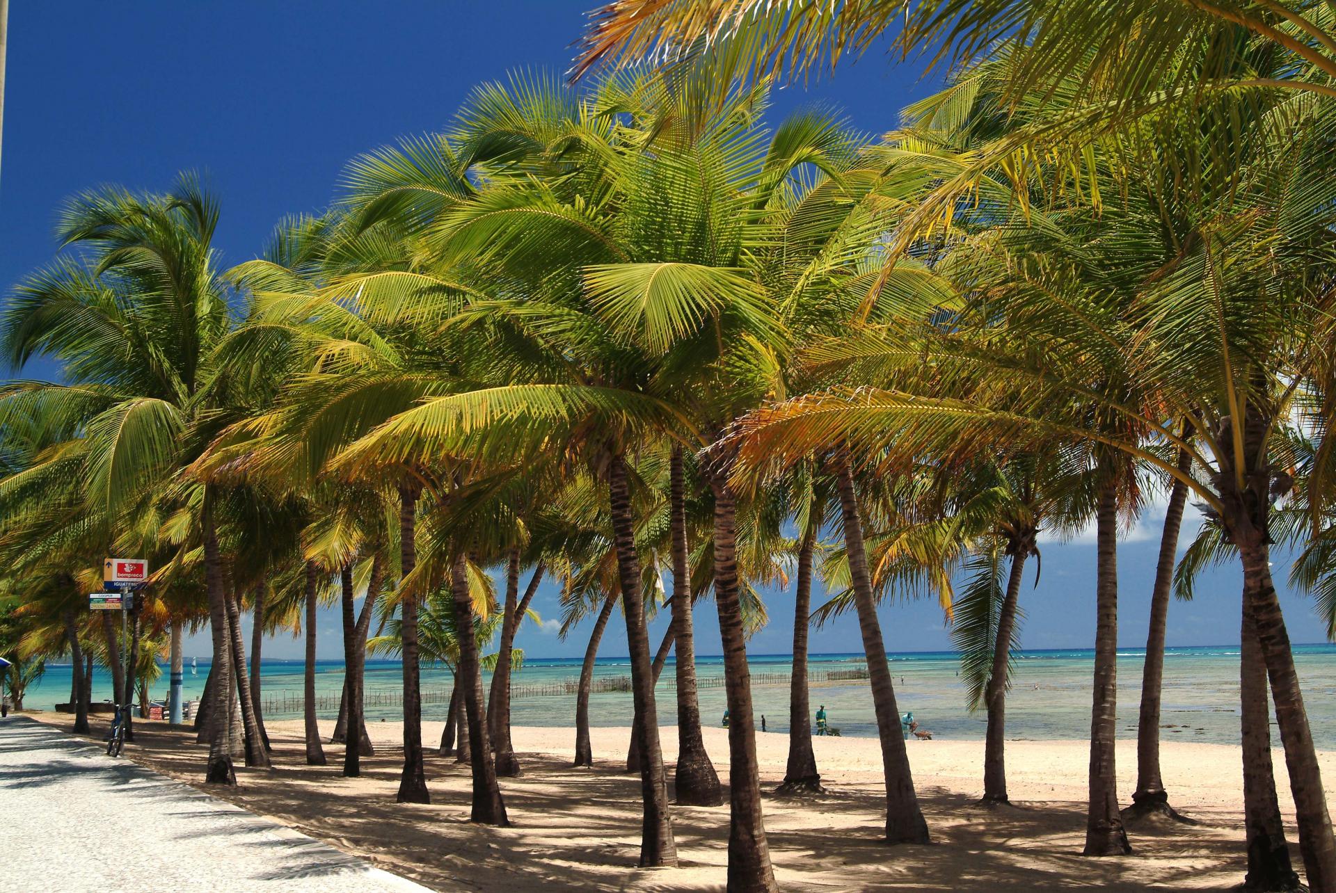 Palmen an einem Strand in Alagoas