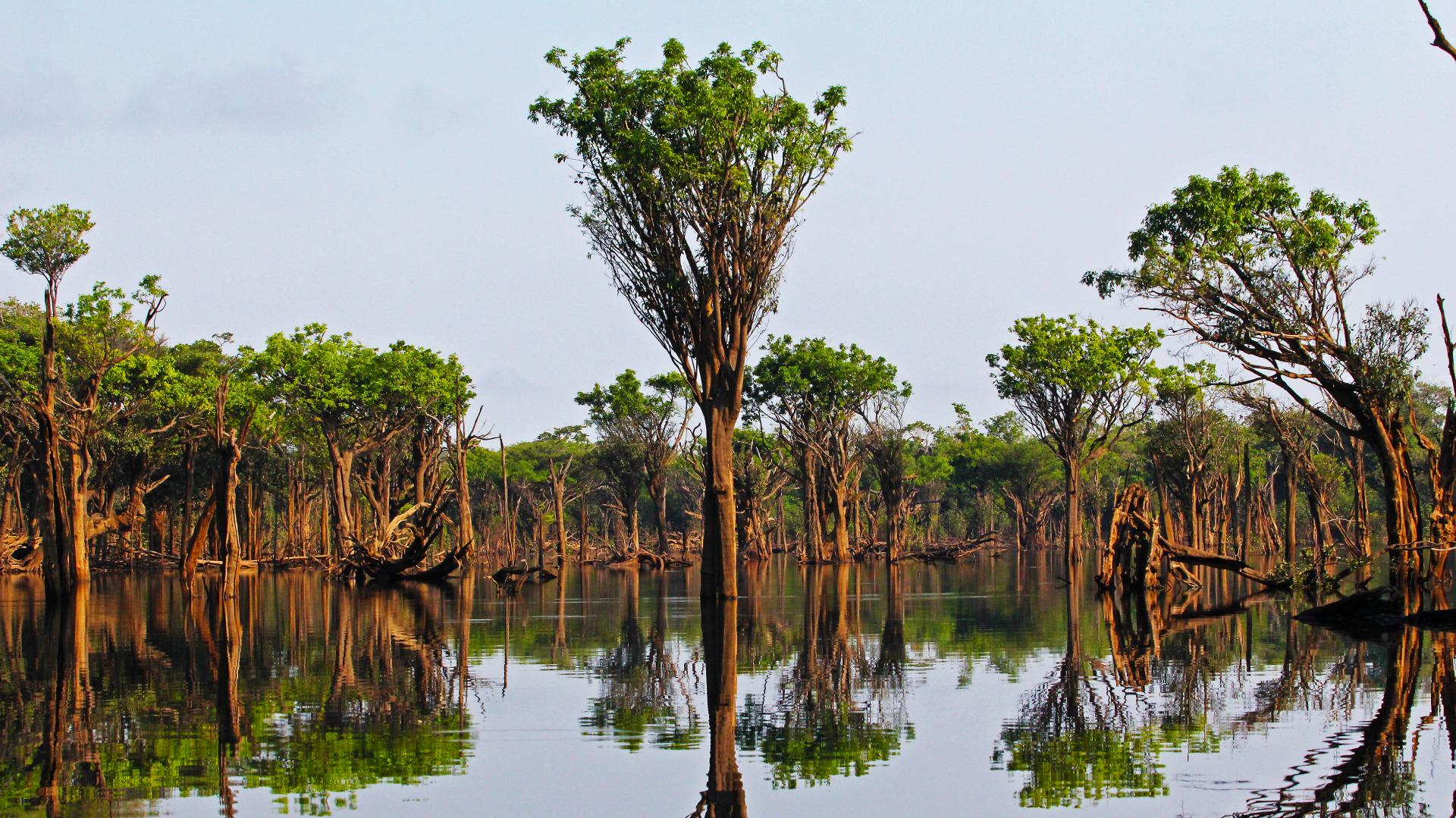 Landschaft im Amazonas Regenwald