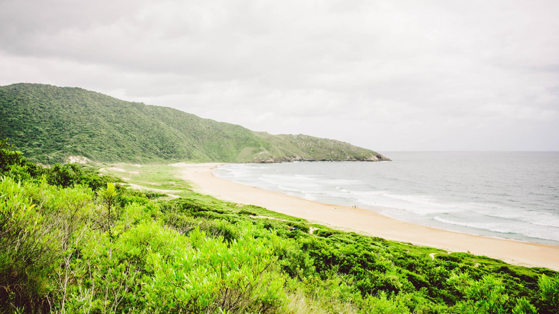 Atlantischer Regenwald bei Florianopolis