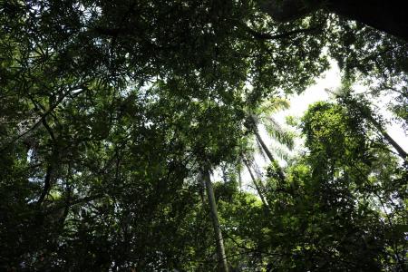 Brasilien und seine Baumarten