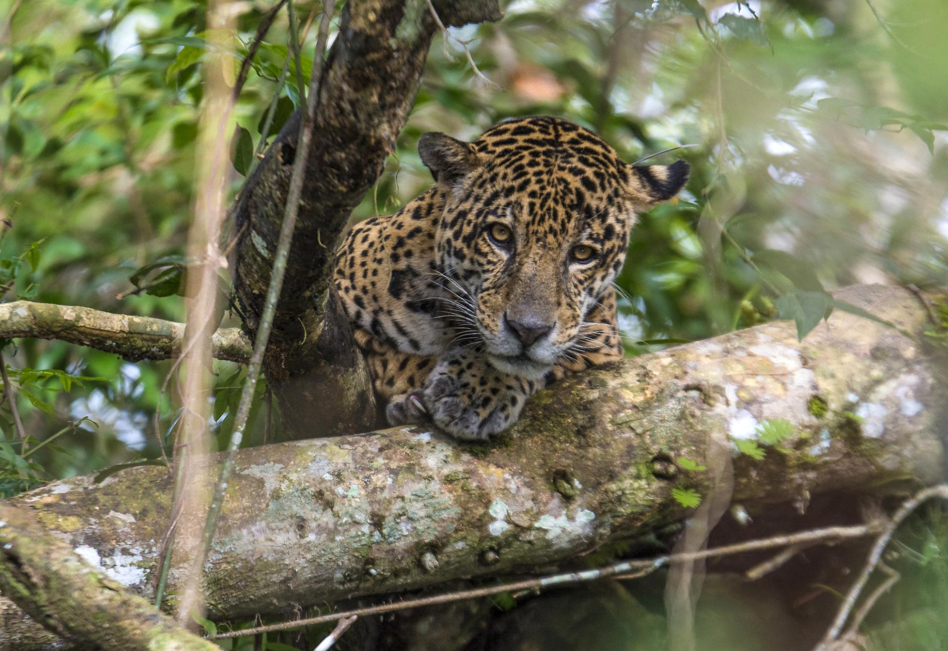 Jaguar in Tefe in Brasilien