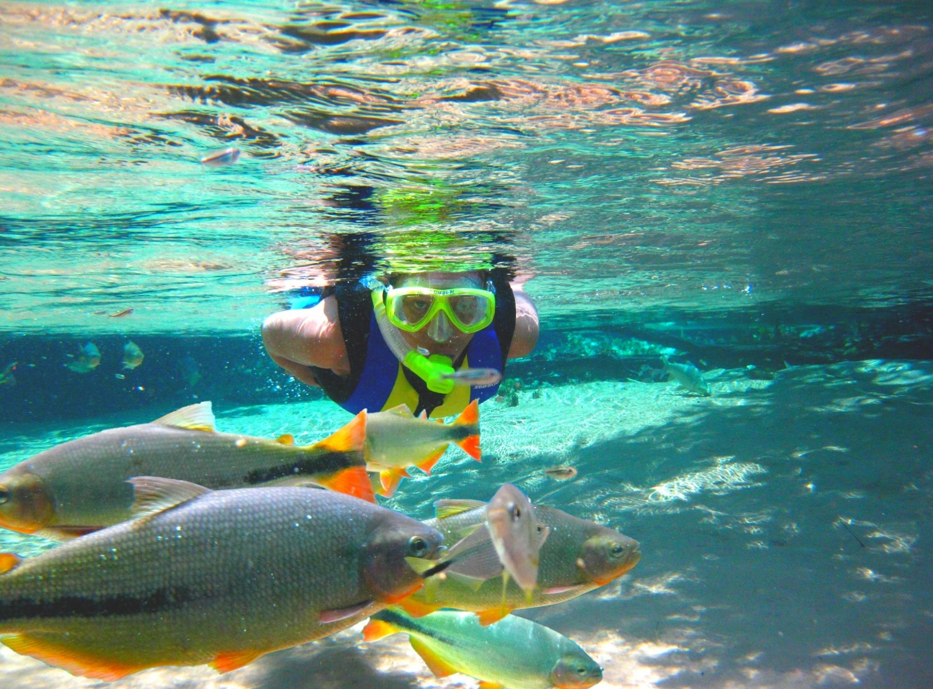 Taucher und Fische in Bom Jardim, Brasilien