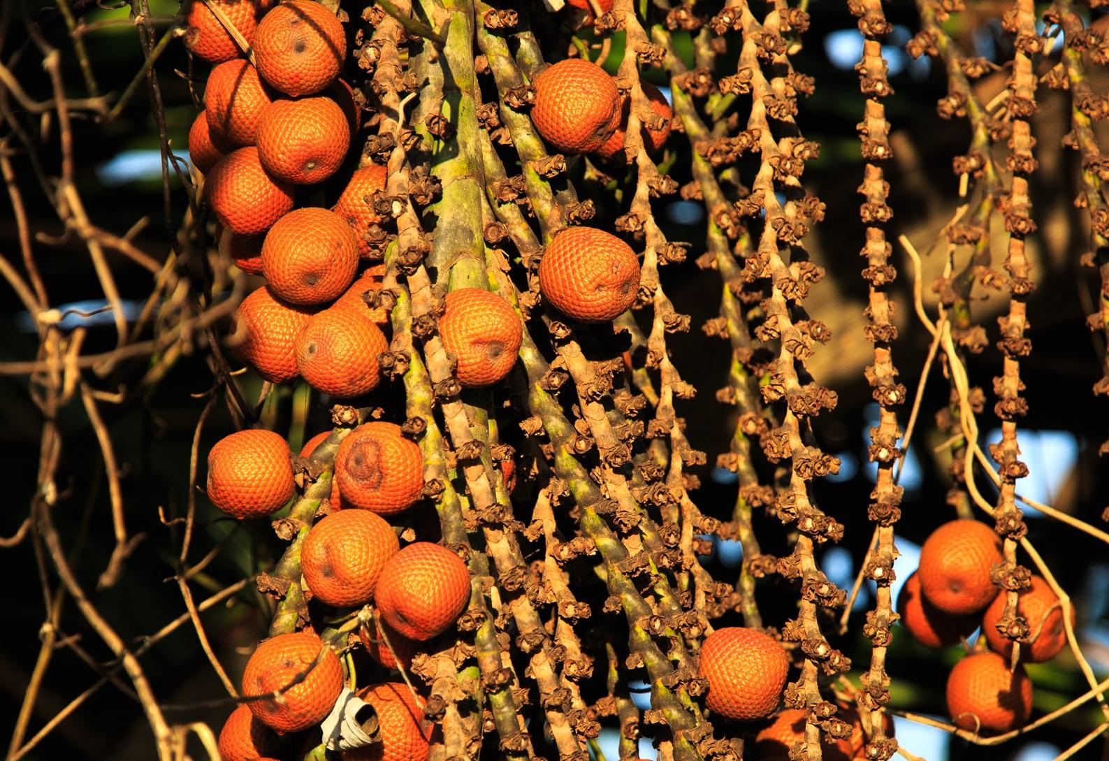 Buriti Palme