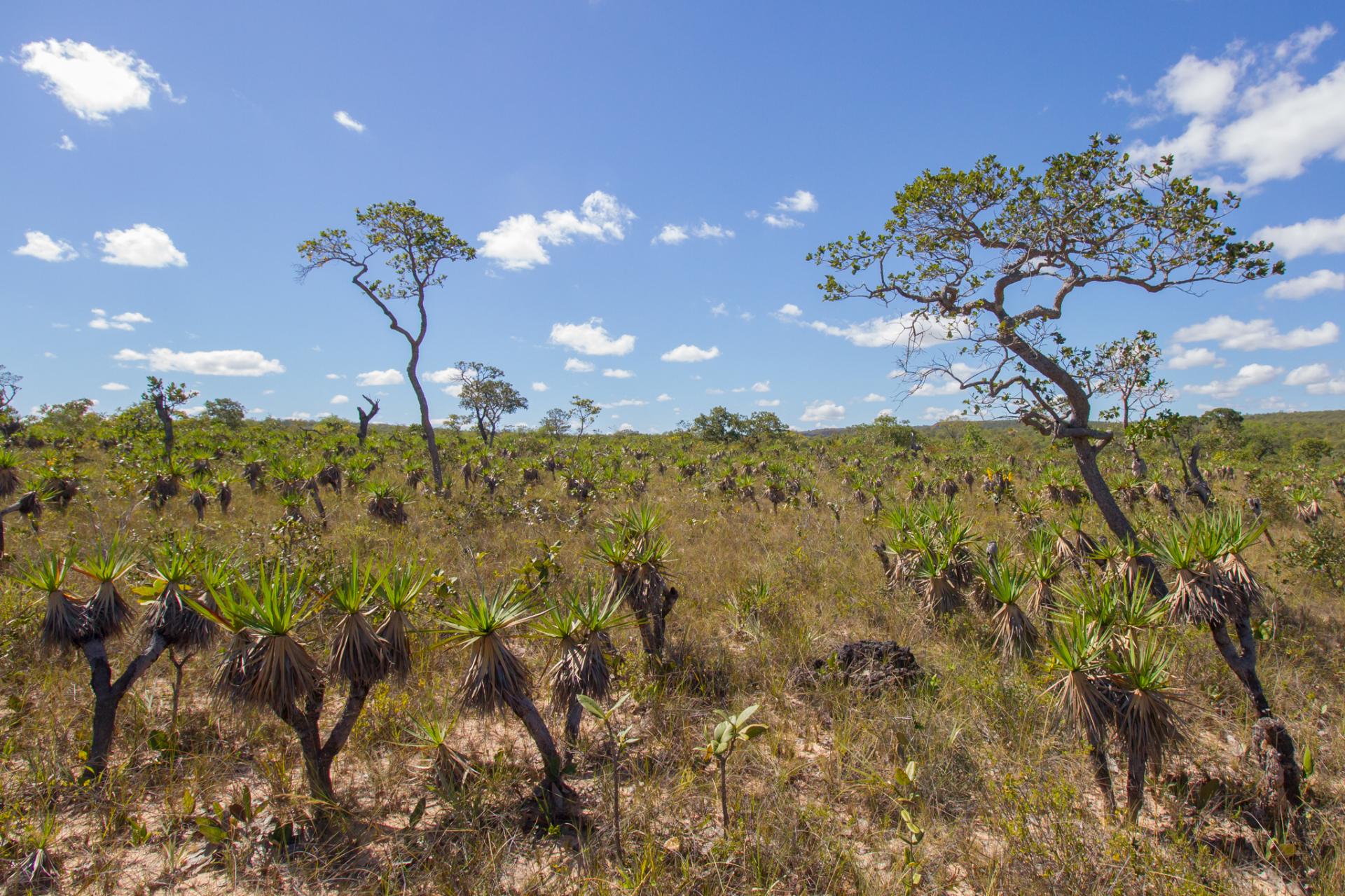 Typische Cerrado Landschaft