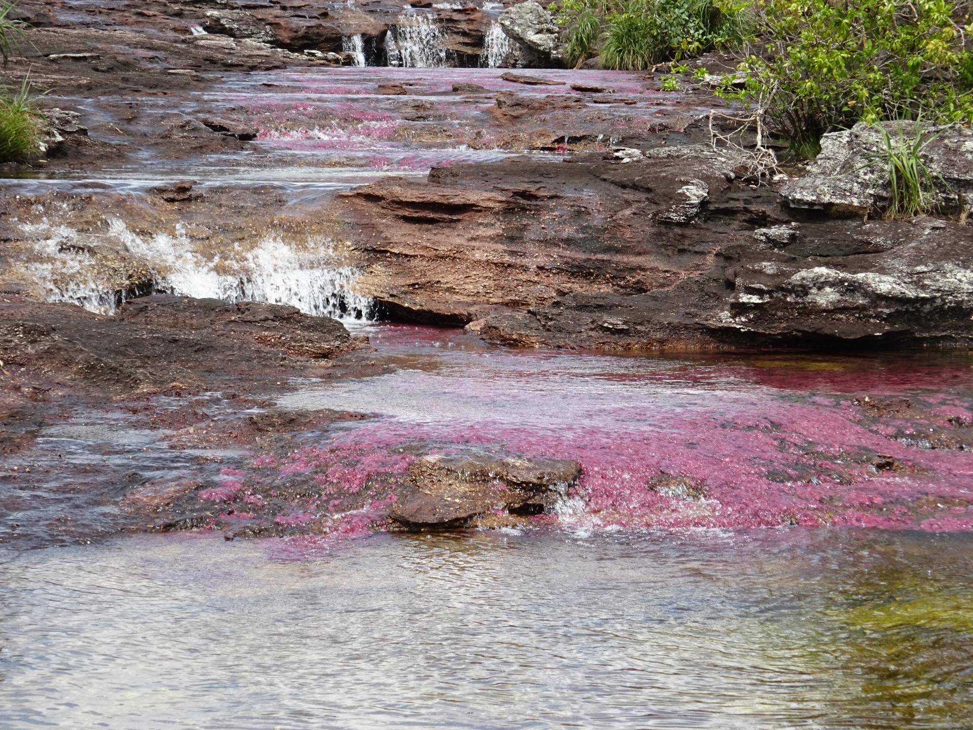 Farbige Wasserpflanzen im Fluss Cano Cristales in Kolumbien