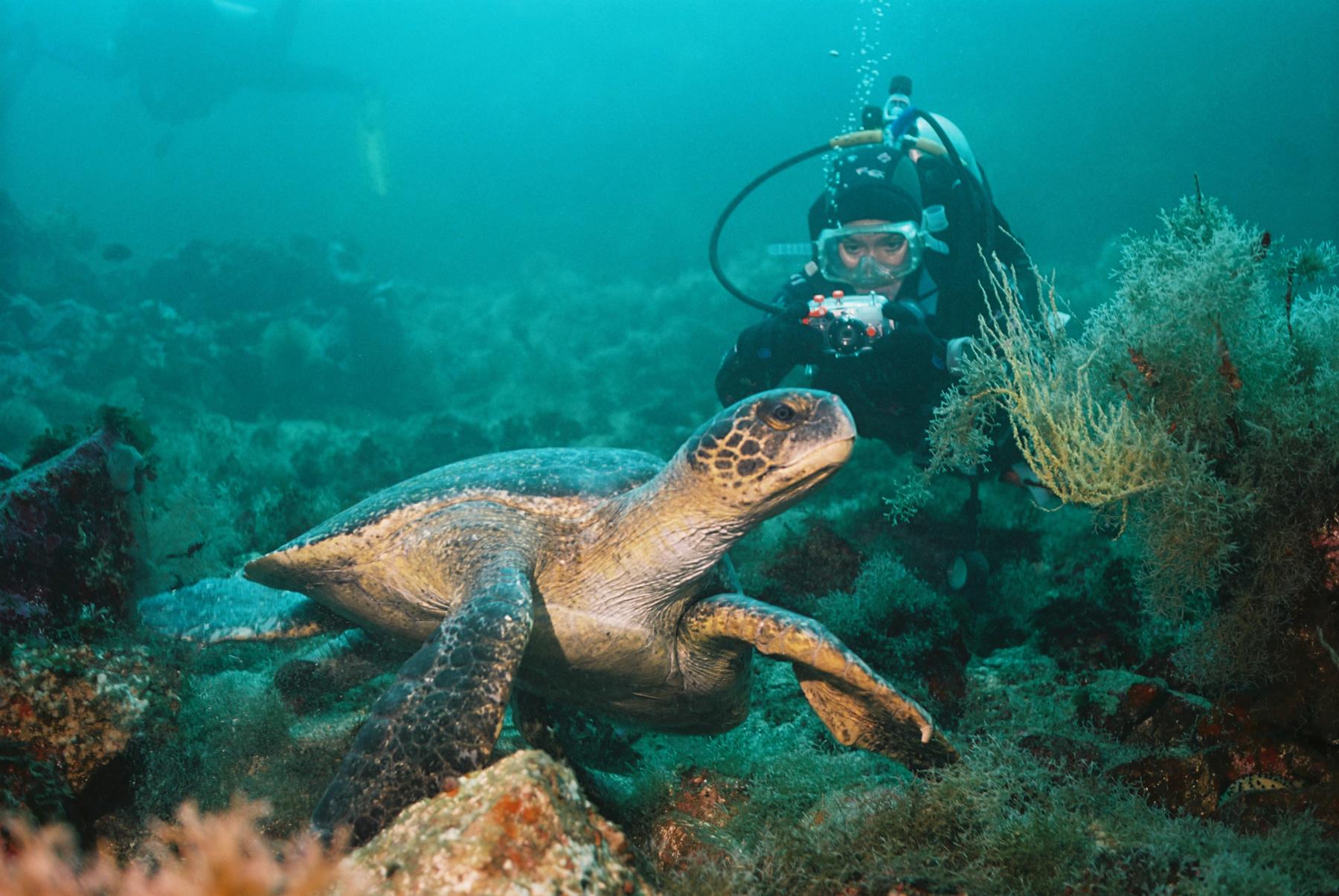 Taucher mit Schildkröte