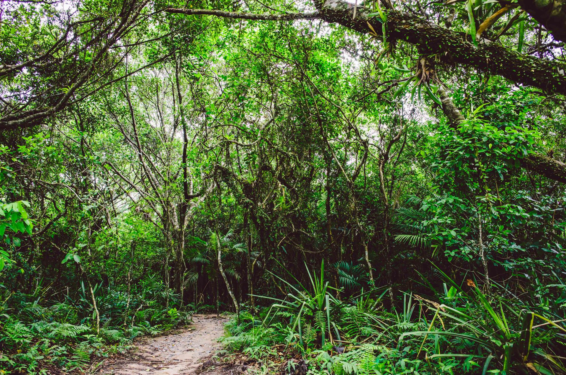 Wanderweg im Atlantischen Regenwald Brasiliens Pfad durch den Atlantischen Regenwald mit dichter, grüner Vegetation