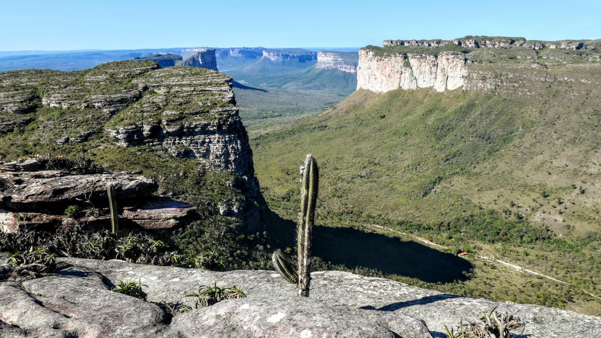 Kakteen: Endemische Pflanzen in Brasilien