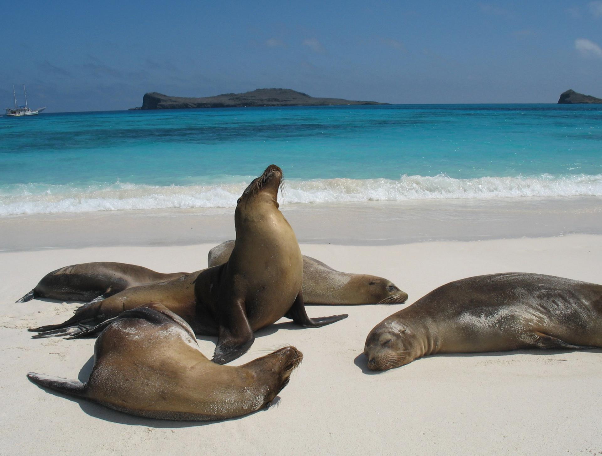 Seehunde auf den Galapagosinseln