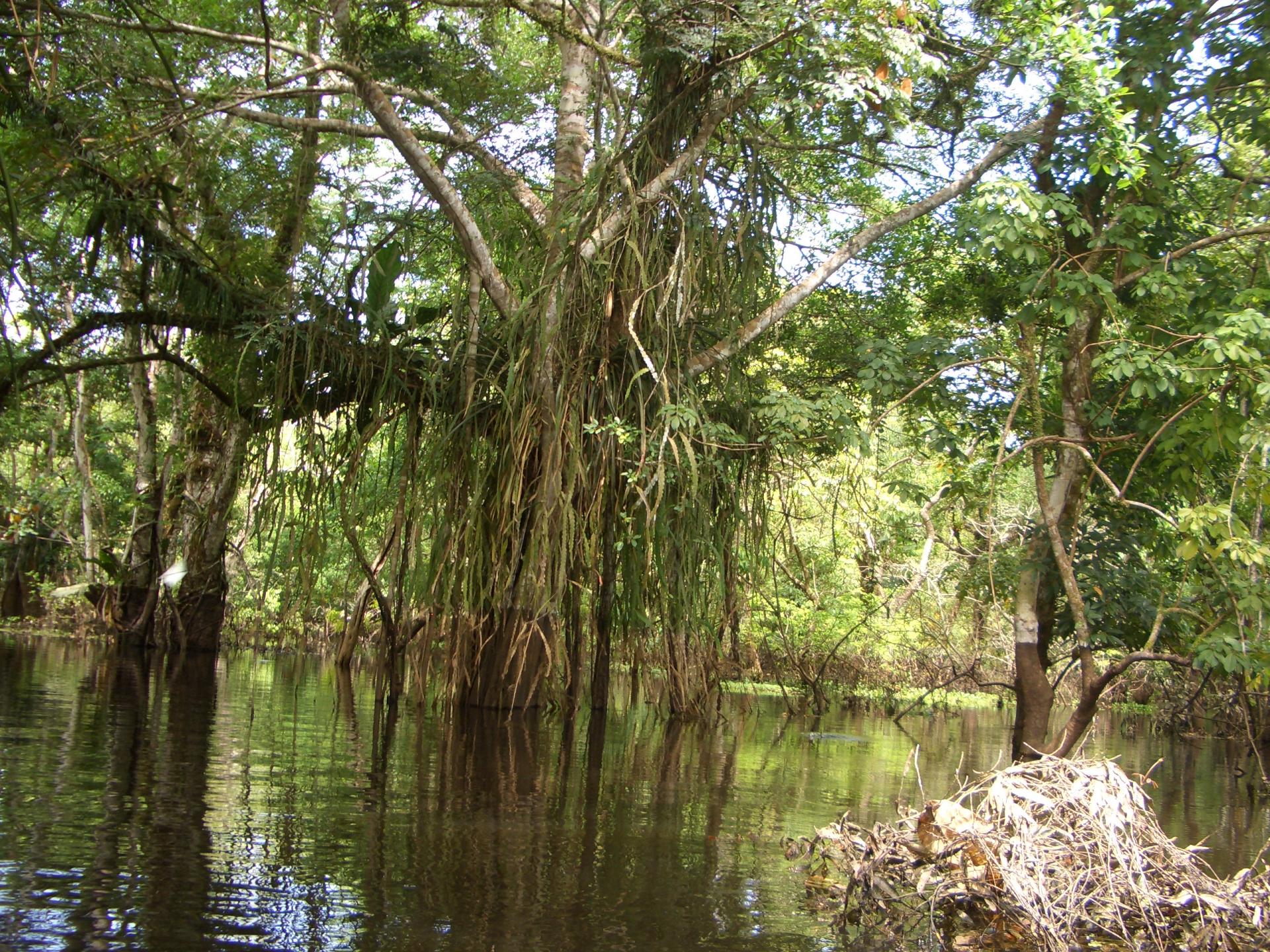 Der Amazonas in Brasilien ist ein grünes Paradies