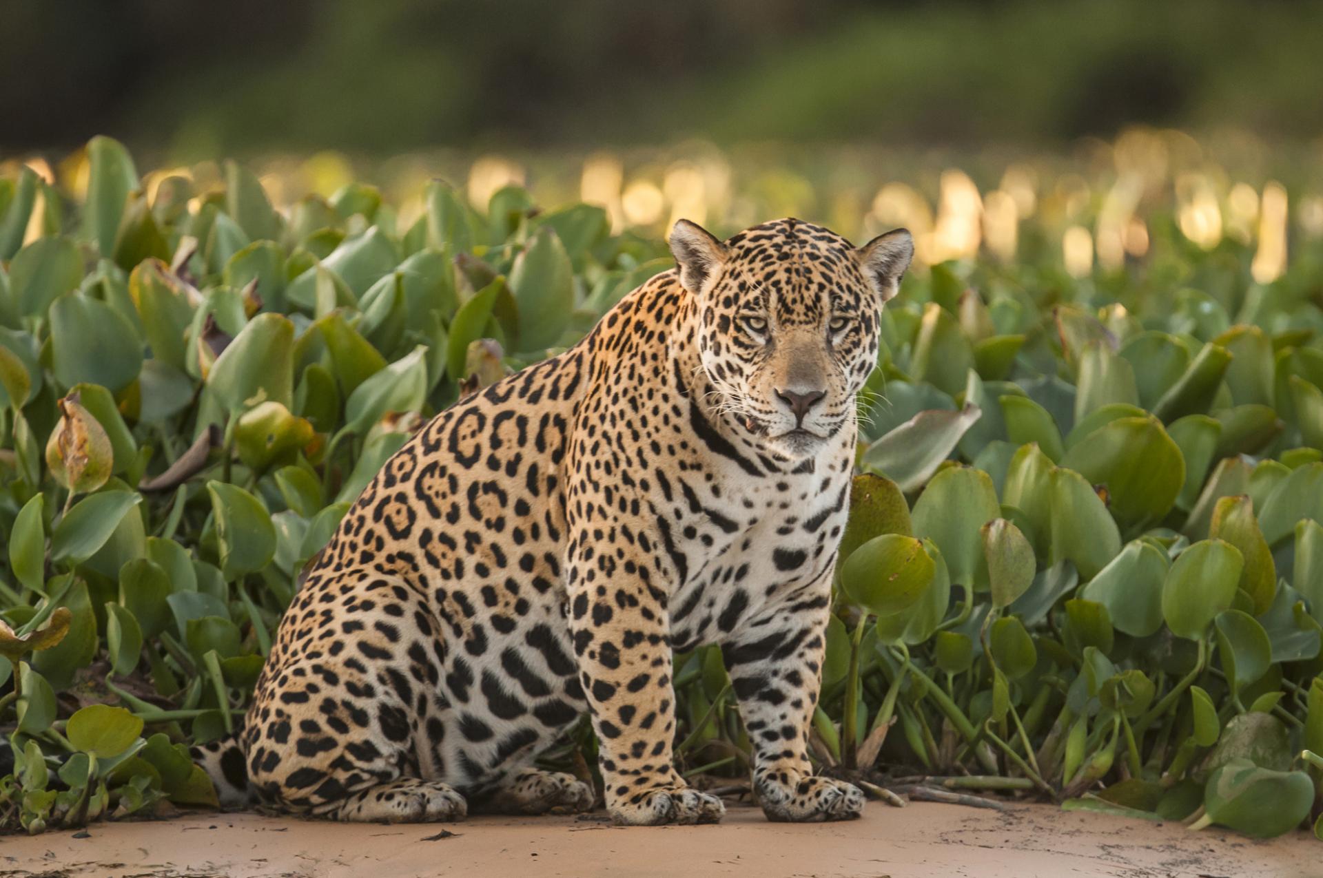 Jaguar im brasilianischen Nord Pantanal