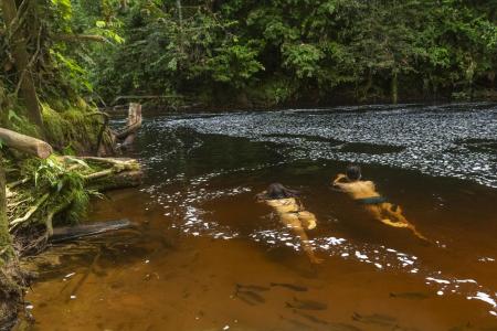 Der faszinierende Jau Nationalpark im brasilianischen Amazonas