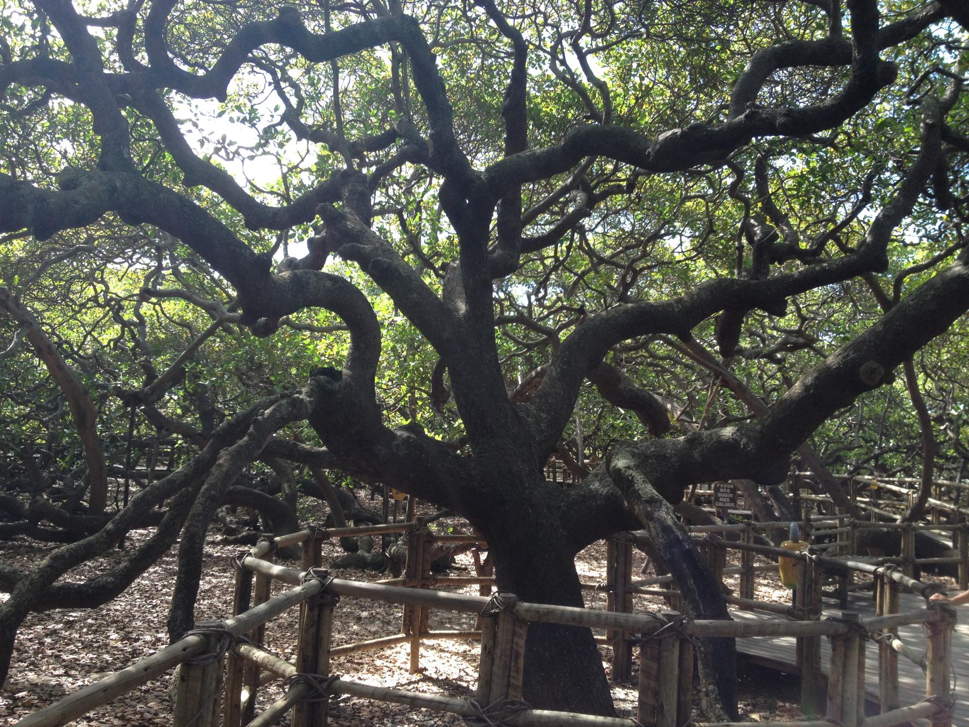 Weltgrößter Cashewbaum in Natal