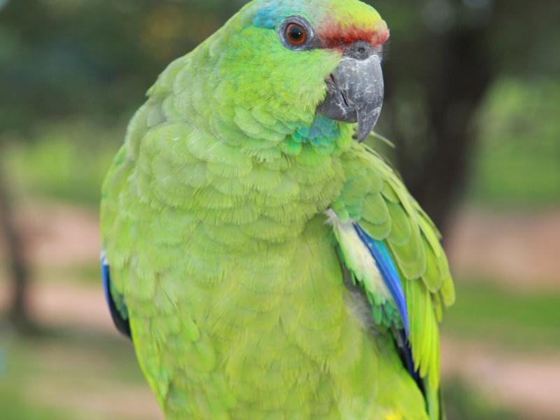 Papagei im Amazonasgebiet