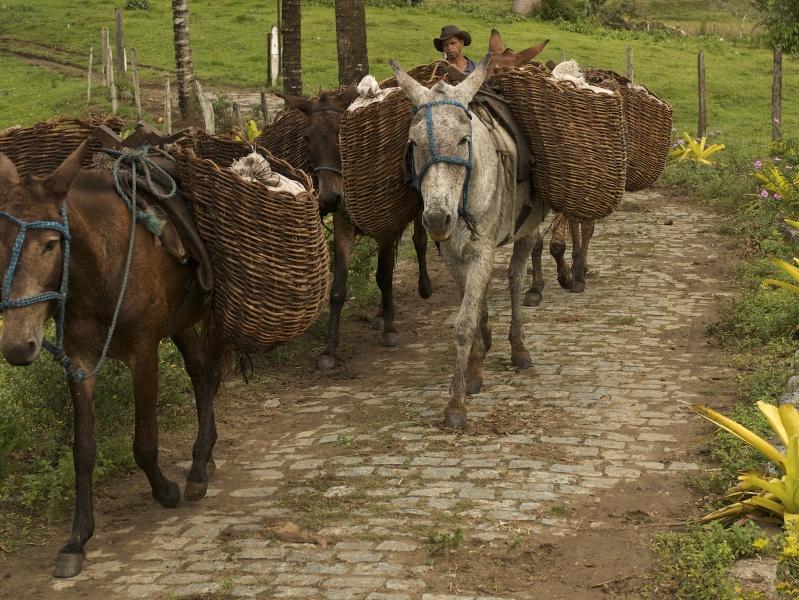 Brasilien erzielt dieses Jahr eine Rekordernte Esel als Erntehelfer in Brasilien