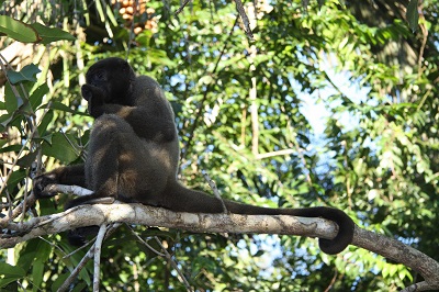 Vorstellung eines deutsch-brasilianischen Klimaschutzprojektes Affe im Amazonas Regenwald