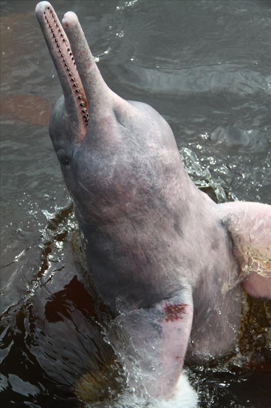 Flussdelfin im Amazonas