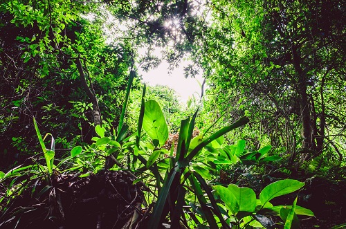 Atlantischer Regenwald in Brasilien