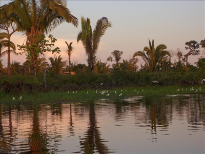 Abenteuer Reise in der brasilianischen Natur Palmen am Ufer des Amazonas in Brasilien