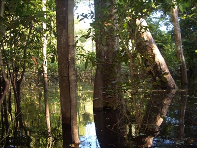 Brasilianer fertigt traditionelle Disgner-Möbel an Überschwemmte Waldlandschaft im brasilianischen Amazonasgebiet