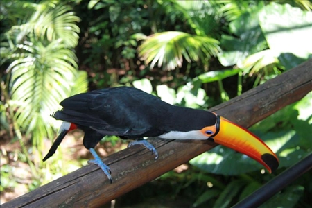 Feedback zu Rundreise durch Brasilien Tucan im Regenwald von Brasilien