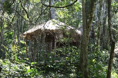 Atlantischer Regenwald in santa Catarina, Brasilien