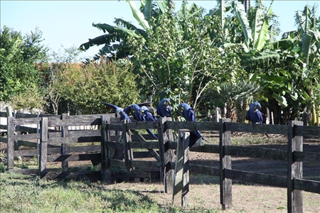 Weidezaun im südlichen Pantanal in Brasilien