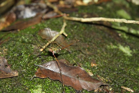 In Brasilien wurden zwei neue Spinnenarten entdeckt Brasilianische Spinne