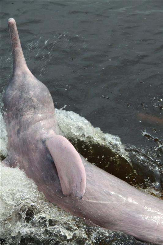 Der Flussdelfin im brasilianischen Amazonas soll unter Schutz gestellt werden Flussdelfin im Amazonas