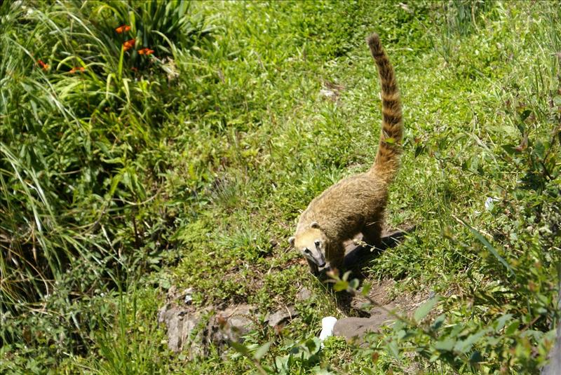 Wildlife im Pantanal