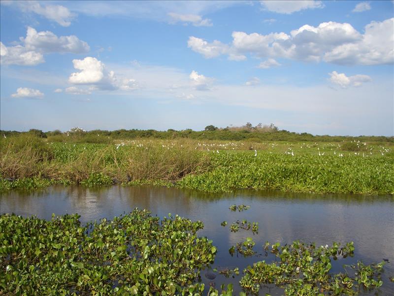 Aussicht auf das brasilianische Sumpfgebiet Pantanal