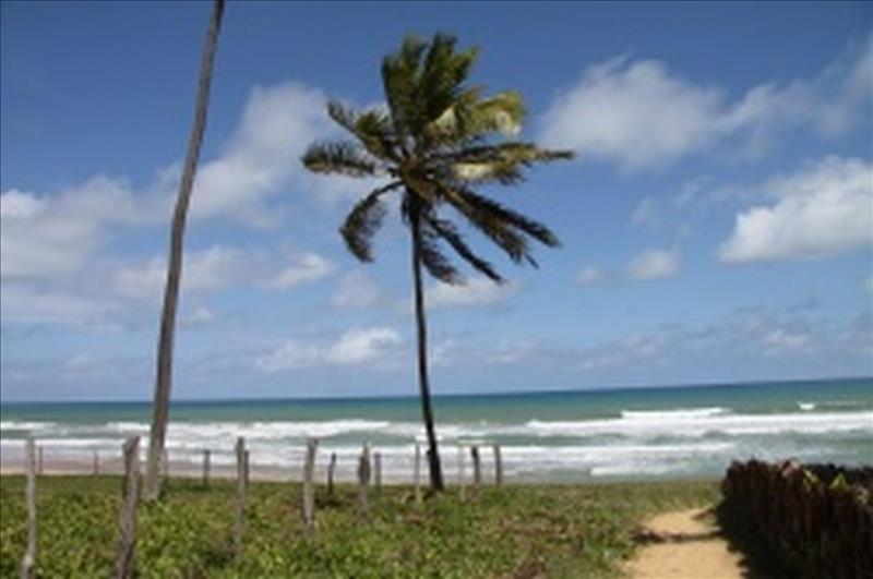 Ein Bild aus Santa Catarina was Urlaubsstimmung weckt.. Meer, Sonne, Sand und Palmen Palme am Strand von Santa Catarina