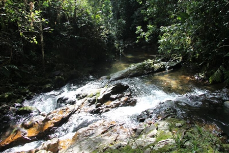 Meinung zu Erlebnisreise durch Santa Catarina in Brasilien Fluss im Regenwald von Brasilien