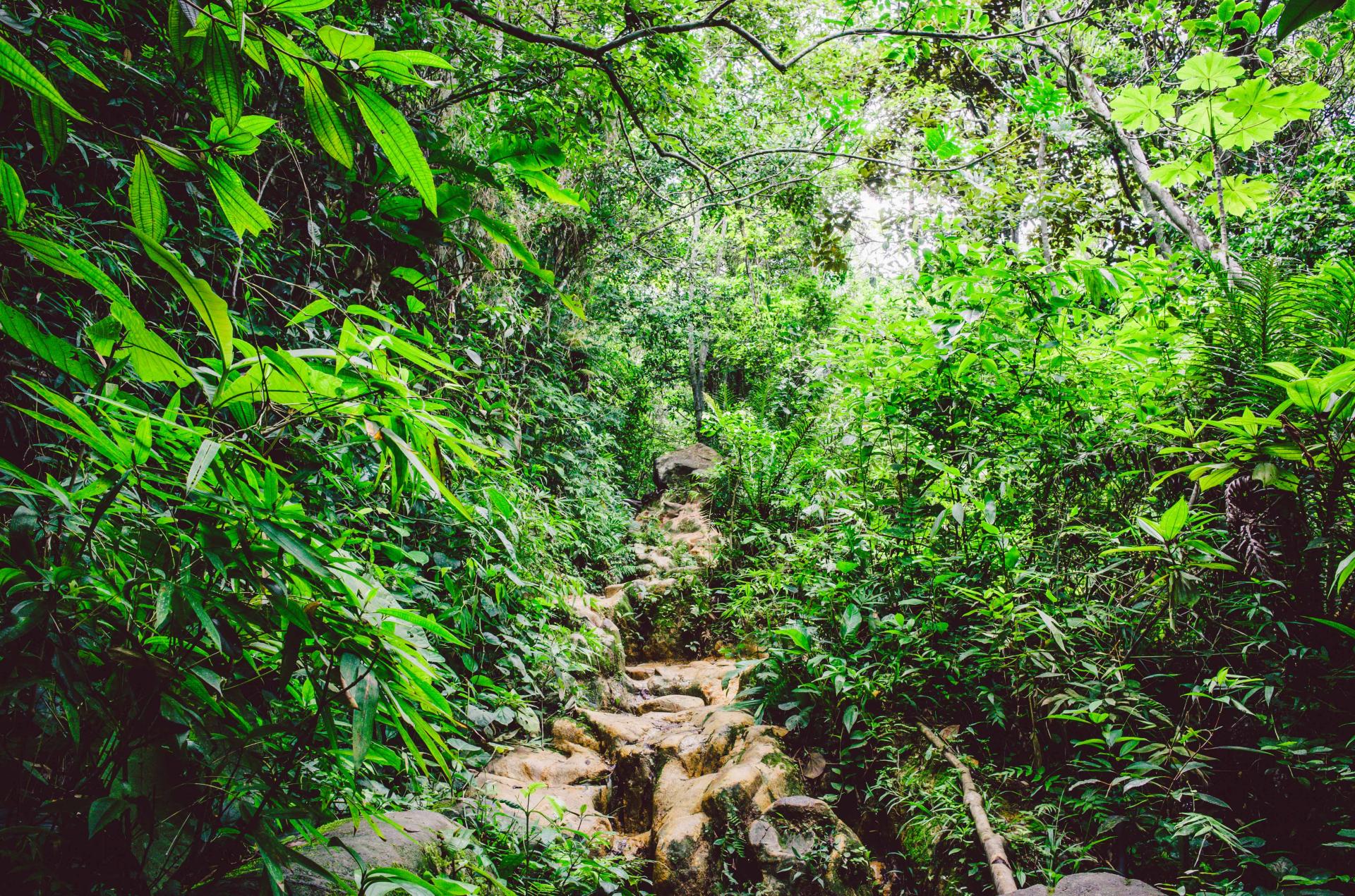 Heilpflanzen in Brasilien – Naturmedizin im tropischen Regenwald entdecken Pflanzenvielfalt im brasilianischen Regenwald – Symbol für traditionelle Heilpflanzen aus verschiedenen Regionen
