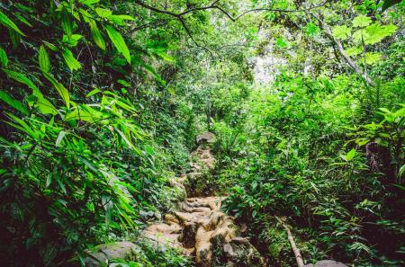 Pflanzenvielfalt im brasilianischen Regenwald – Symbol für traditionelle Heilpflanzen aus verschiedenen Regionen