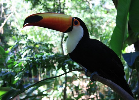 Informationen zur Umgestaltung des Zoos von Rio de Janeiro Tukan im Zoo von Rio de Janeiro