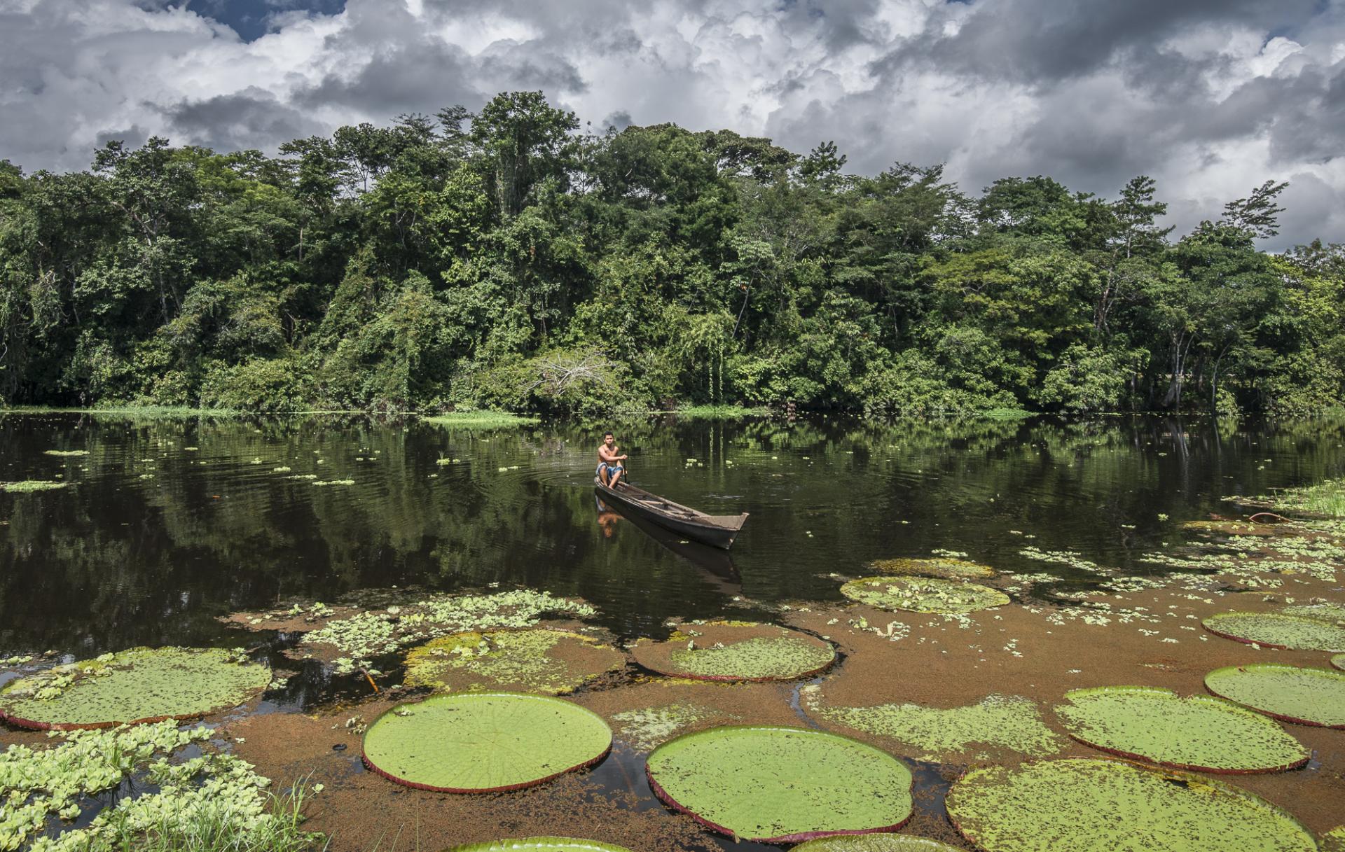 Exotische Gewächse im Amazonas Schwimmende Pflanzen im Amazonas