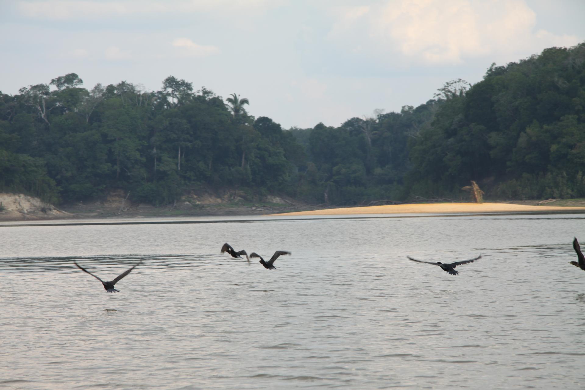 Amazonas Landschaft mit Tieren Vögel über dem Amazonas
