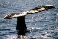 Wal reckt Flosse aus dem Wasser 