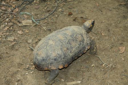 Eine freilebende und neugierige Schildkröte 