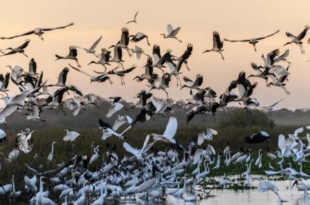 Vögel im Sonnenuntergang im Nord-Pantanal