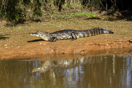 Kaiman sonnt sich am Ufer im Nord-Pantanal 