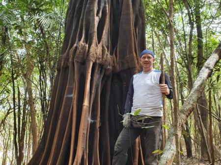 Baum mit interessanten Wurzeln im Amazonas-Regenwald