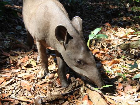 Tapir in einer Lichtung des Amazonas-Regenwalds